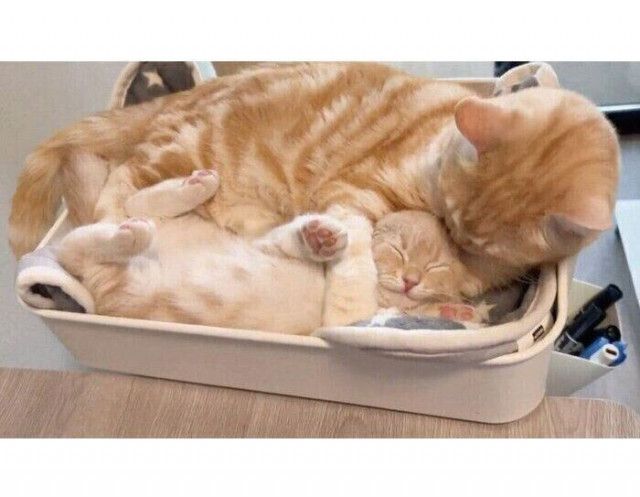 「ゴロゴロ音」が爆音で聞こえて振り向くと→癒しの光景が！ 新入り子猫を“溺愛”する先住猫の姿が尊すぎた