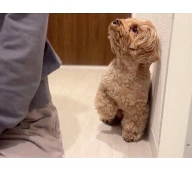 ドライヤーが嫌いなのに「飼い主が髪を乾かす様子」を見にくる犬、獣医師が心理を詳しく解説