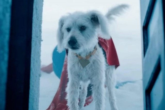 『スーパーマン』効果で、犬の里親への興味が爆発的に高まる