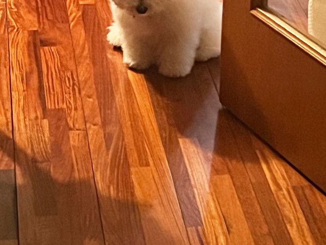 飼い主が帰宅すると…　出迎えた愛犬の表情に「笑った」「かわいすぎる」