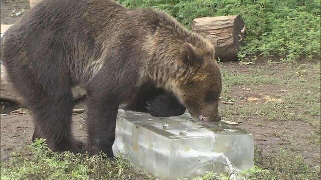 ハチミツ入りの巨大氷をペロペロ　旭山動物園　厳しい暑さにお疲れのモードの動物たちに『涼』をプレゼント