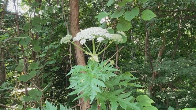 札幌市、毒性疑いの植物の緊急点検を完了 新たな生育確認されず 毒草バイカルハナウドに似た植物の発見うけ