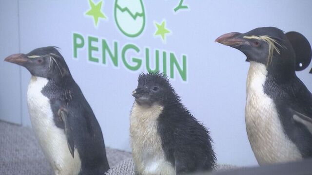 「ペンギンの赤ちゃん」すくすく成長　ジャンプ披露　先月ふ化したヒナを23日から一般公開　AOAO SAPPORO