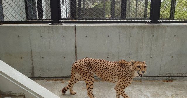 「ごはん…ありませんよ…」と表情で訴えかけるチーター⇒「忘れたわけじゃないんだよ...」と飼育係も苦笑い