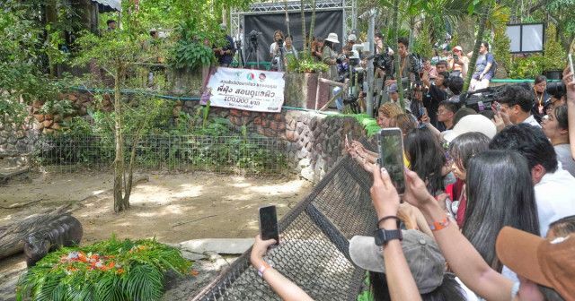 いまやグローバルアイコン！タイ・カオキアオ動物園のコビトカバ「ムーデン」が1歳の誕生日を迎え、世界が祝福