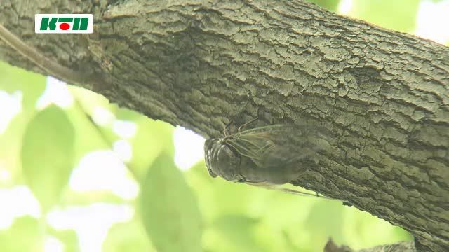 屋外でBBQの80代女性も…長崎県内は熱中症の症状で4人が救急搬送