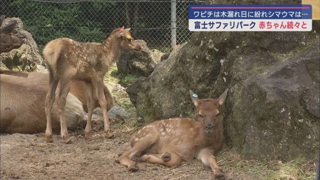 かわいい草食動物の赤ちゃんが続々と誕生　静岡・裾野市の富士サファリパーク