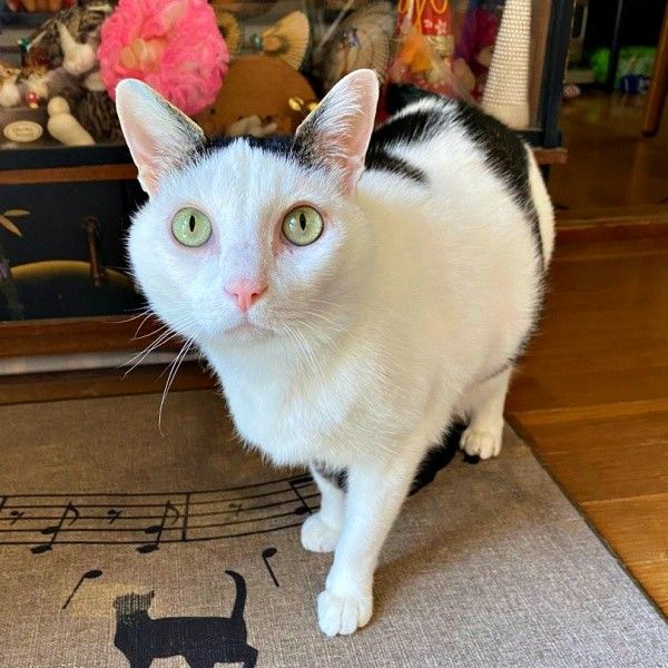 ば、化け猫！？衝撃の表情に、撮影した飼い主も驚き　「見た瞬間に爆笑」「ストレス吹っ飛んだw」