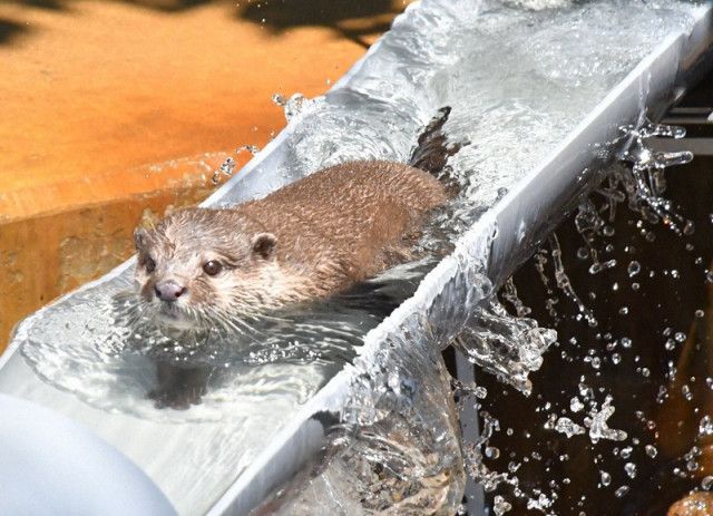 「流しカワウソ」復活　「かわいい」来園者から歓声　市川市動植物園