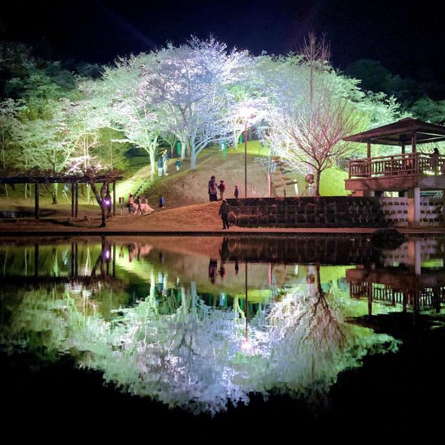 大分経済新聞、上半期PV1位は「臼杵の吉四六ランドで鏡面夜桜」