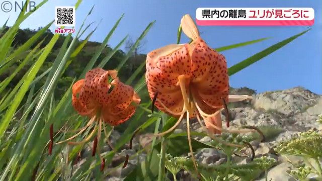 県内の離島で希少なユリが見ごろ　五島市「コオニユリ」対馬市「オウゴンオニユリ」《長崎》