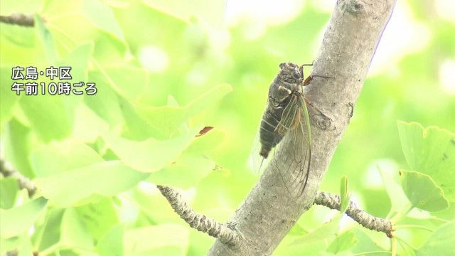 熱中症警戒アラート発表　県内も危険な暑さ続く　直射日光を避けこまめな水分や塩分補給するなど厳重に警戒を　広島