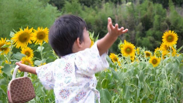 「めっちゃきれいです」西日本豪雨で被害を受けた岡山市北区牟佐で今年もヒマワリが咲き誇る　面積も8倍になり約20万本に【岡山】