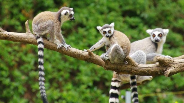 死んだサルの内臓に…｢バナナのような生物｣の謎
