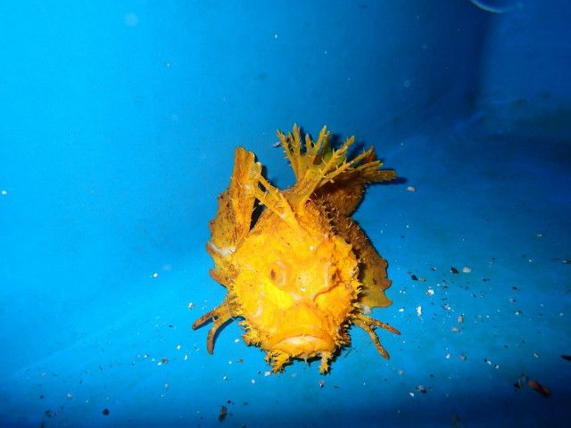 海底に潜む20センチの“黄金”…富山湾の刺し網漁で“超”貴重なオニオコゼを捕獲　魚津水族館で展示へ　