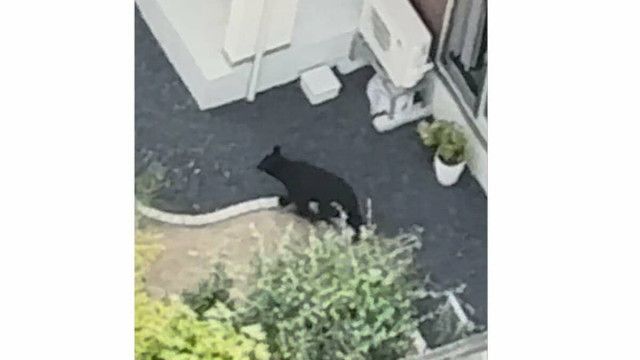 【速報】山形市に出没のクマ　捕獲の模様　おとといから目撃の個体と同一の可能性