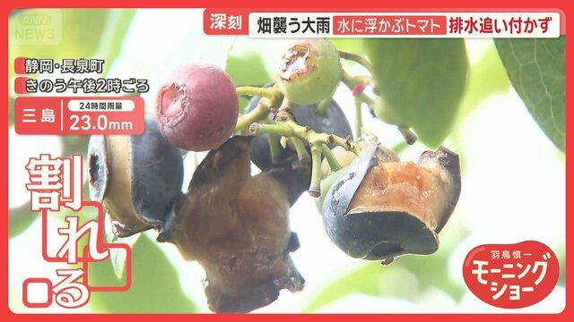 警報級大雨で農作物に被害 水に浮かぶトマト…排水追いつかず 東海・関東で天気急変