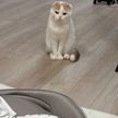 赤ちゃんを遠くから見守る猫
