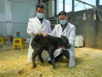 中国・チベット自治区で初のクローンヤク誕生　浙江大学などが成功