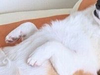 食事が終わるのを待つコーギー→その姿に飼い主が思わず「怖いよ」とコメント…かわいいと恐怖が入り混じる姿に13万いいね