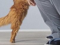 愛情たっぷり！“お出かけの儀式”でお互いに充電する猫ちゃんと飼い主さんに10万いいね「心が温かくなる」