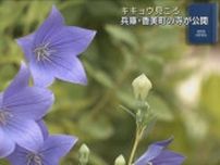 色とりどり約８００株　キキョウの花が見頃　「日本三大ききょう寺」遍照寺　兵庫・香美町