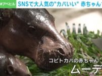つぶらな瞳✕丸いフォルムに世界中が夢中！SNSで大人気の“カバいい”「ムーデン」が1歳に