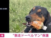 “脱走ドーベルマン”保護 千葉・印西市