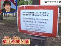 「食べるため？」外国人による相次ぐセミの幼虫大量捕獲…公園が注意喚起