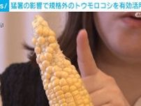 猛暑で規格外のトウモロコシが増加 保育園給食で有効活用の取り組みも