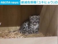 絶滅危惧種「ユキヒョウ」の赤ちゃん誕生 イギリス・チェスター動物園