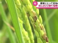 コメ農家にも少雨・高温の影響が　コメ不足を受け生産意欲が高まる中…深刻な水不足に苦悩　秋田