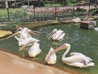 自然繁殖に期待　アドベンチャーワールドに鳥の新エリア完成、和歌山県白浜