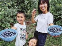 ブルーベリー狩り始まる　和歌山県田辺市の「松平農園」
