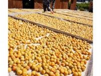 じりじり、梅天日干し　夏の風物詩、和歌山県紀南