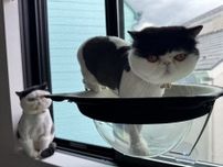 我慢は、慣れっこです。【おちょこ、ぽのぽのだより。vol.214】