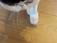 オシャレは足元から♪【おちょこ、ぽのぽのだより。vol.215】