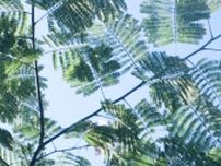 暑さがほどける音楽／MUSIC FOR BETTER LIFE #8 July 2025