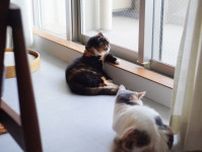 ちくわの狩りレッスン。【ちくわとおこげ、三毛猫コンビ記。vol.27】
