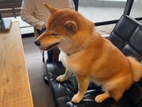 ハルくん、朝食待機中。