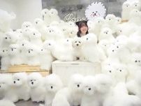 【奈良】ふわもこ空間にキュン♡ ビションフリーゼと触れ合える体験型カフェがオープン！