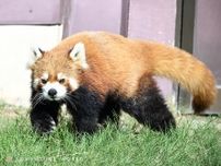 パンダロスのあなたへ。アドベンチャーワールドに“新しい主役”がやってきた！【和歌山】
