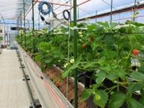 【京都・八幡】夏休みのおでかけにぴったり♡ 「夏のいちご摘み体験」がスタート！