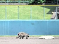 高校野球準々決勝に珍客、5分中断　マウンド通過し二塁で捕獲　埼玉