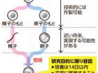 iPS細胞からつくった精子・卵子の受精を容認　子宮への移植は禁止