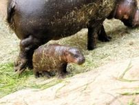 「世界三大珍獣」コビトカバの赤ちゃん生まれる　神戸どうぶつ王国