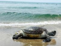高知の海岸で息絶えたアオウミガメの脚には…　1千キロ先で産卵記録