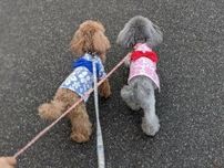 花火大会に愛犬を連れて行かないで！　獣医師が警鐘…なぜ？　てんかん重積の後に死んでしまうケースも