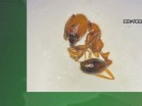 特定外来生物の「アカカミアリ」約１００匹を千葉港で発見　卵や幼虫も