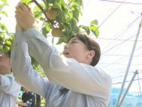 梨をキャンバスに　 地元の高校生が「アート梨」を制作　千葉県鎌ケ谷市